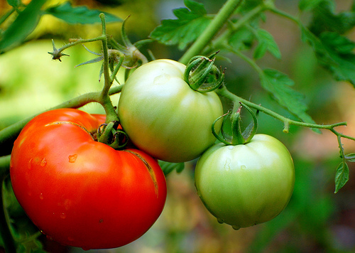 Andalusia agriculture